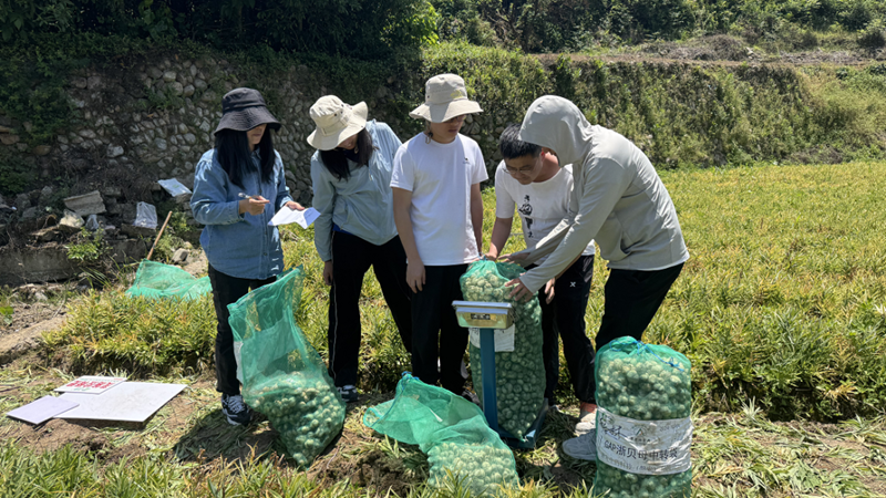 多方協(xié)同開展聯(lián)合試驗(yàn) 農(nóng)資農(nóng)技助力中藥材種植提質(zhì)增效