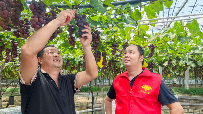 愛(ài)普科技黨員農(nóng)技服務(wù)隊(duì)助力浦江葡萄產(chǎn)業(yè)提質(zhì)增效